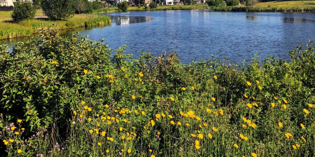 A view of a beautiful lake in the Chappelle Area surrounded by flowers and homes in the summer.