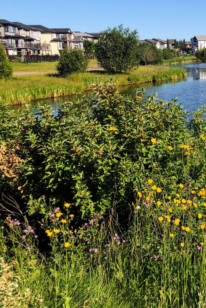 A view of a beautiful lake in the Chappelle Area surrounded by flowers and homes in the summer.