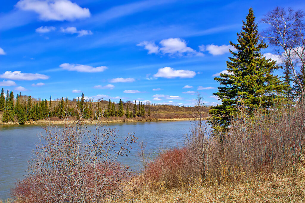 A vibrant shot of the River Valley in Fort Saskatchewan. A pine tree flanks the right side of the image, with a river, and a blue sky in the background.