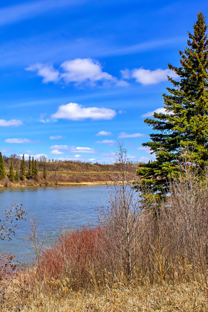 A vibrant shot of the River Valley in Fort Saskatchewan. A pine tree flanks the right side of the image, with a river, and a blue sky in the background.