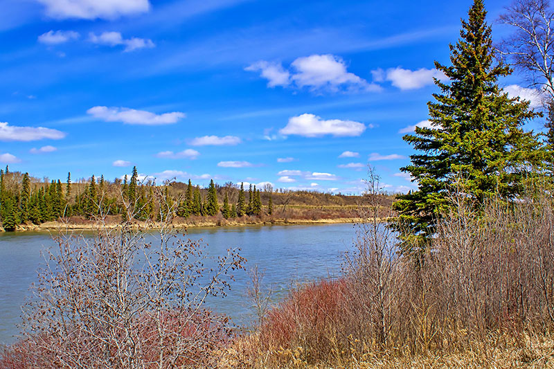 A vibrant shot of the River Valley in Fort Saskatchewan. A pine tree flanks the right side of the image, with a river, and a blue sky in the background.