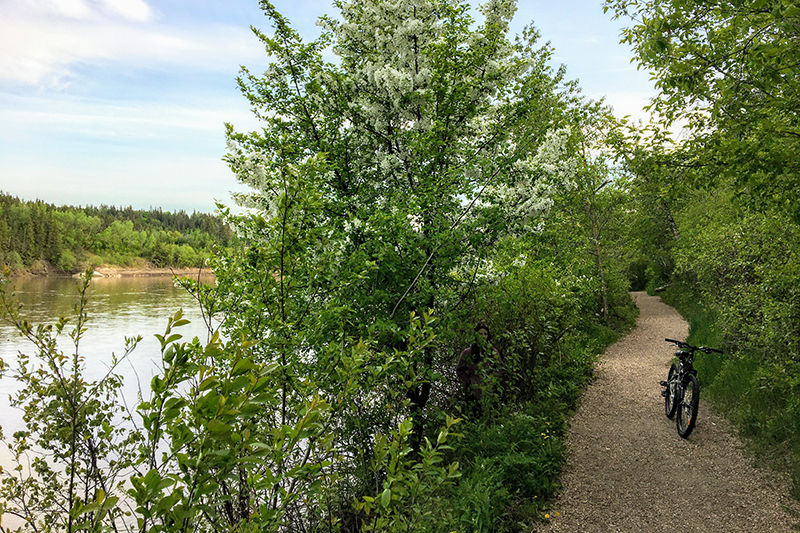 A bike resting along a bike bath trail through the woods beside the North Saskatchewan River in the Edmonton River Valley.