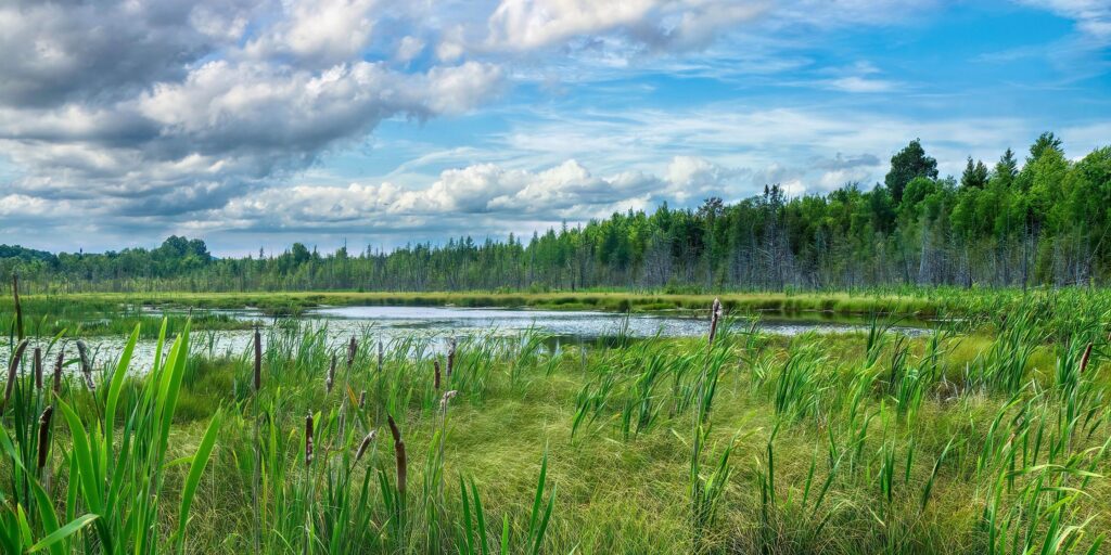 Chickakoo Lake Recreation Area, Parkland County, Greater Edmonton, Alberta, Canada. The area is a wetland surrounded by cattails, a forest, and blue sky painted with fluffy clouds.