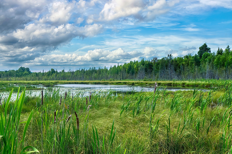 Chickakoo Lake Recreation Area, Parkland County, Greater Edmonton, Alberta, Canada. The area is a wetland surrounded by cattails, a forest, and blue sky painted with fluffy clouds.