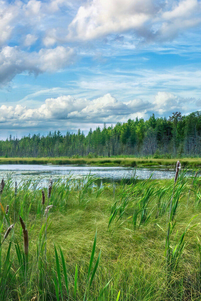 Chickakoo Lake Recreation Area, Parkland County, Greater Edmonton, Alberta, Canada. The area is a wetland surrounded by cattails, a forest, and blue sky painted with fluffy clouds.