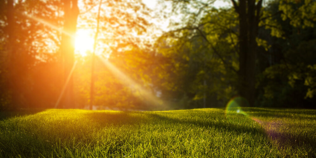 Sunlight through the forest and onto green grass in the Walker Area.