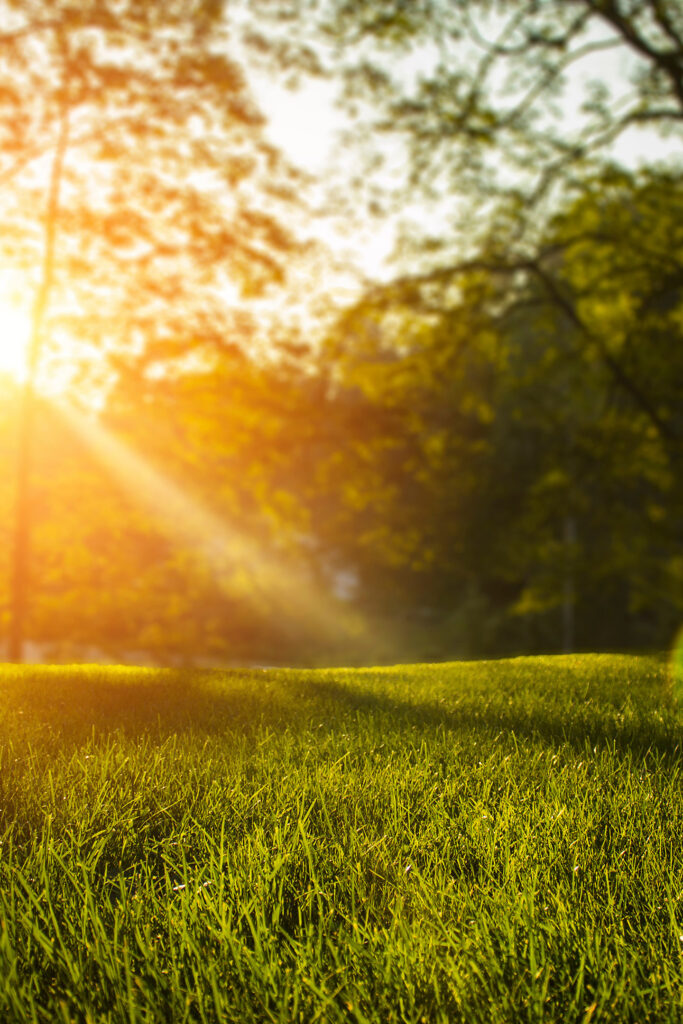 Sunlight through the forest and onto green grass in the Walker Area.