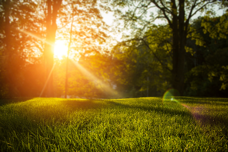 Sunlight through the forest and onto green grass in the Walker Area.