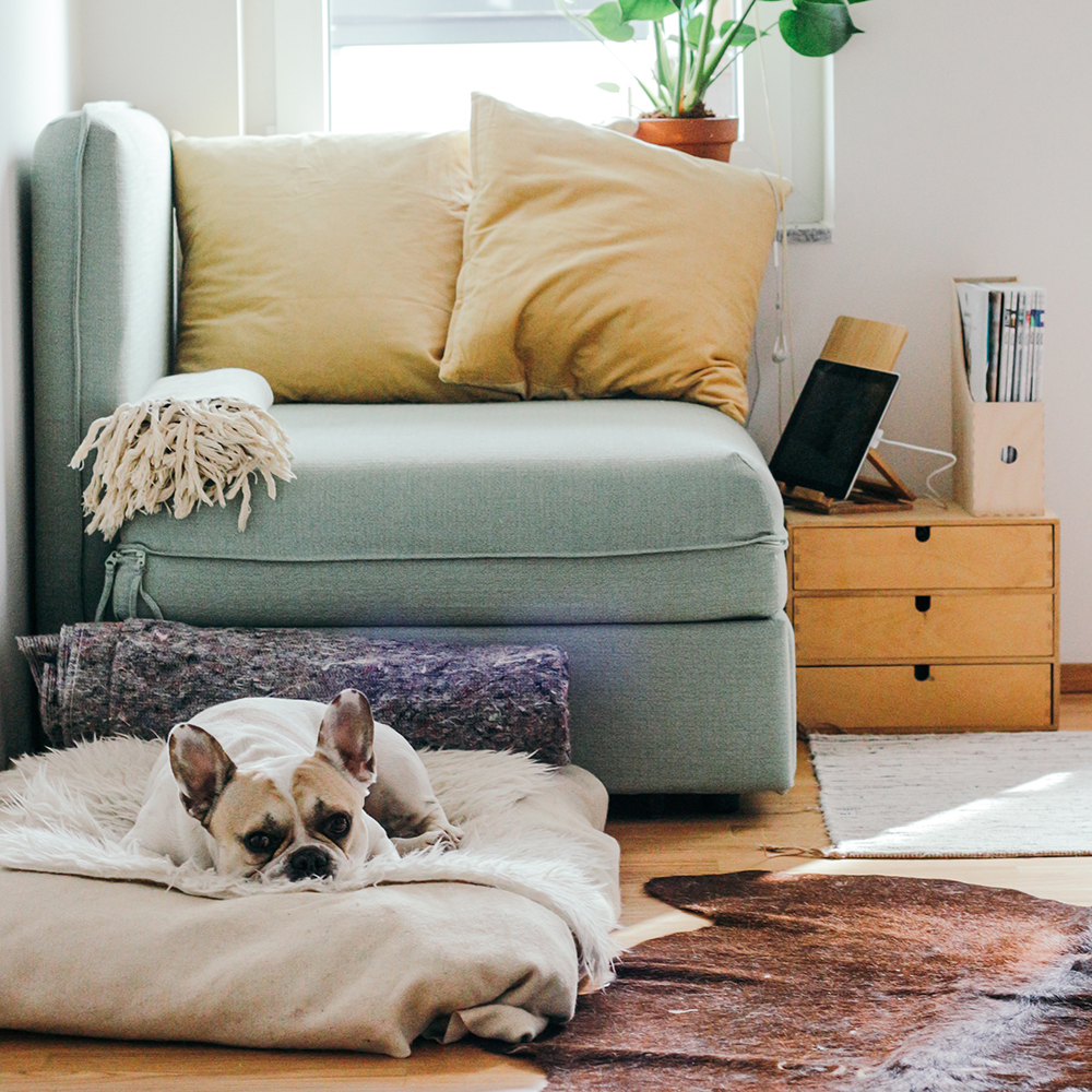 A French bulldog laying on a dog bed in front of a small turquoise couch with golden yellow pillows.